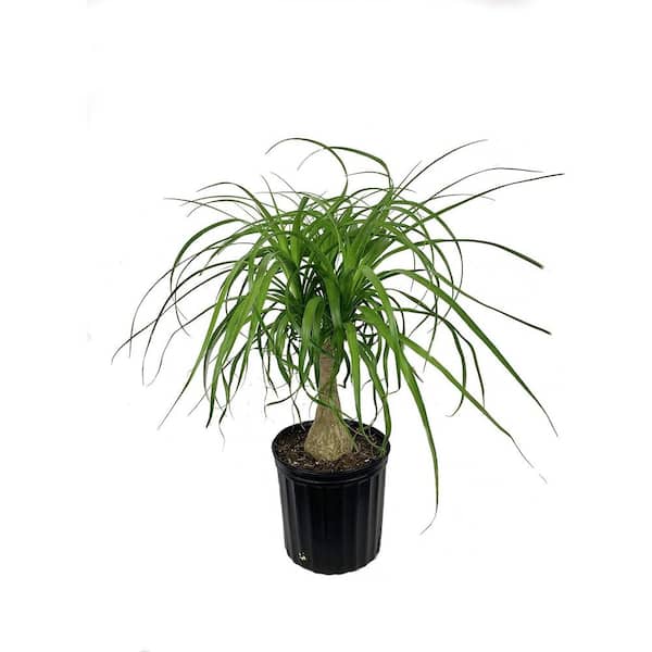 Ponytail Palm-Live Plant in an 8 Inch Pot-Beaucarnea Recurvata-Beautiful Clean Air Indoor Succulent Houseplant