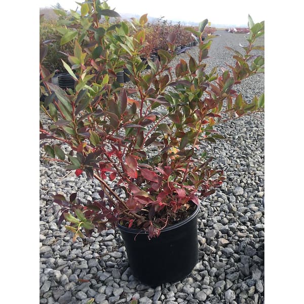 Unbranded 2.65 Gal. Vaccinium Fruit Bearing Blueberry Plant