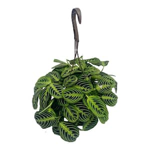 6 in. Prayer Plant (Maranta leuconeura) in Hanging Basket