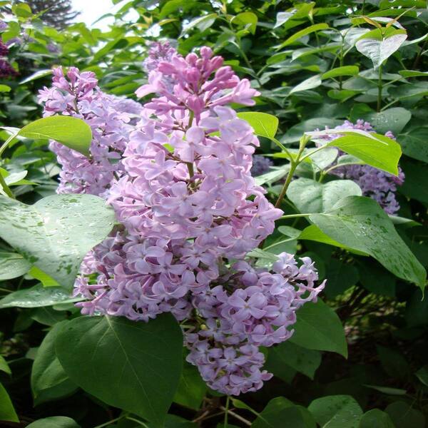 OnlinePlantCenter 30 in. Old Fashioned Common Lilac Shrub-DISCONTINUED