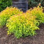 4 in. Pot Goldflame Spirea (Spiraea), Live Deciduous Plant, Red Flowering Shrub with Gold Foliage (1-Pack)