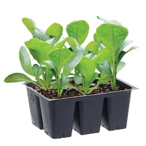 1.19 qt. Early Jersey Wakefield Cabbage Plant (6-Pack)