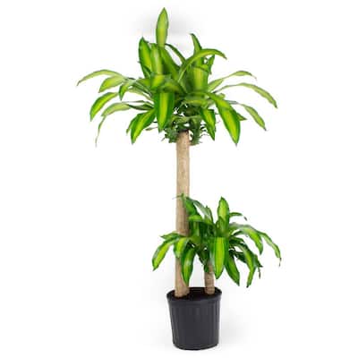 1.9 Gal. Dracaena Mass Cane Stalk Plant in 9.25 In. Grower's Pot