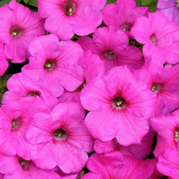 ♡ Petunia EASY WAVE 2.5 in. Neon Rose Easy Wave Petunia Annual Plant