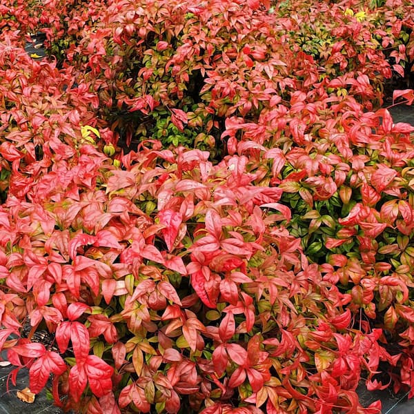 national PLANT NETWORK 1 Gal. Heavenly Bamboo Nandina Fire Power