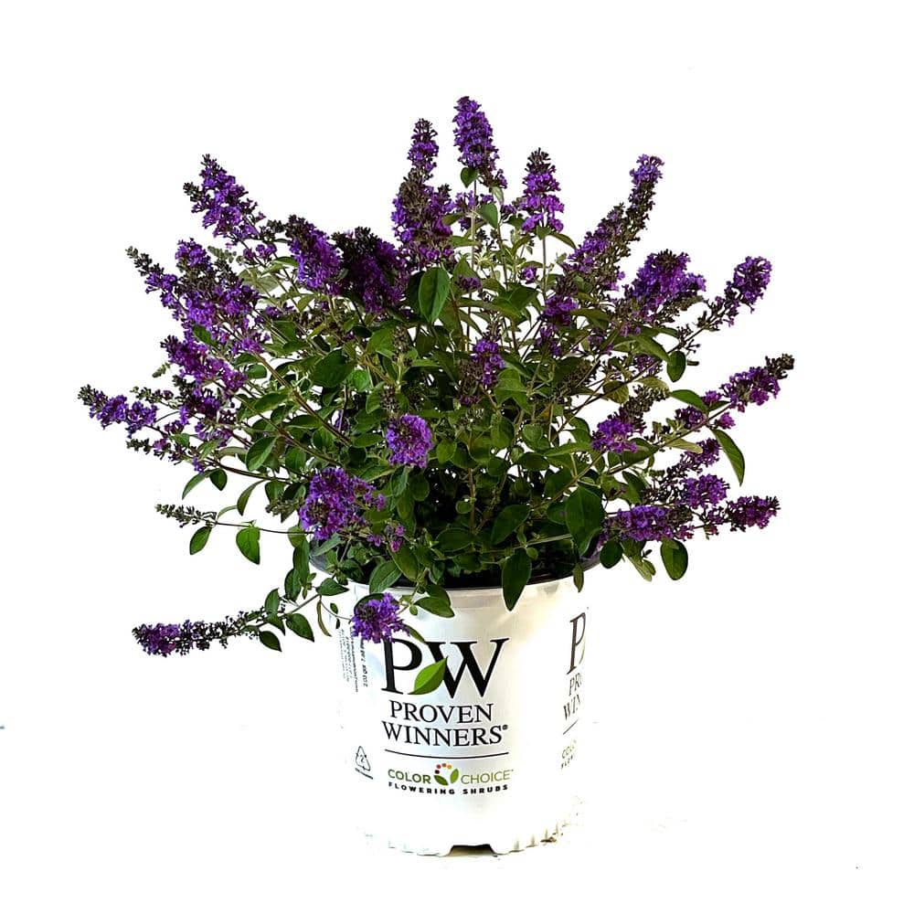PROVEN WINNERS 2 Gal. Lo & Behold Blue Chip Jr. Butterfly