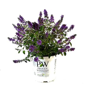 2 Gal. Lo & Behold Blue Chip Jr. Butterfly Bush (Buddleia) Live Shrub with Purple Flowers