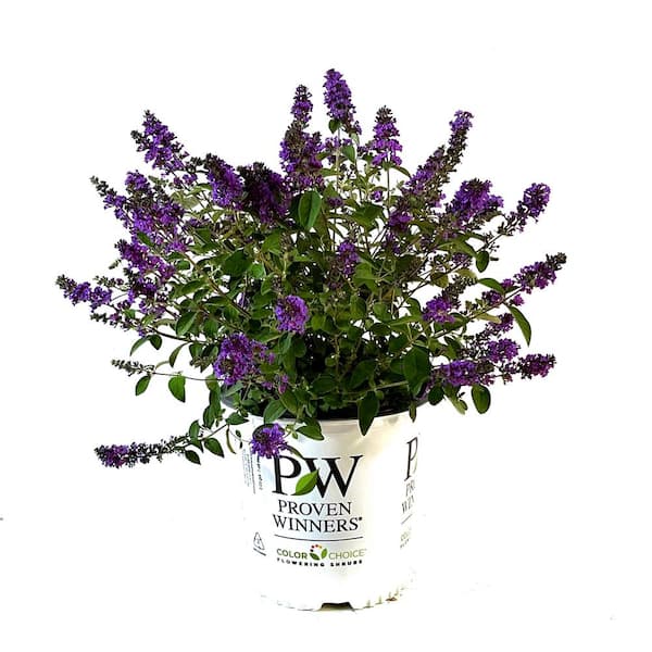 PROVEN WINNERS 2 Gal. Lo & Behold Blue Chip Jr. Butterfly Bush (Buddleia) Live Shrub with Purple Flowers