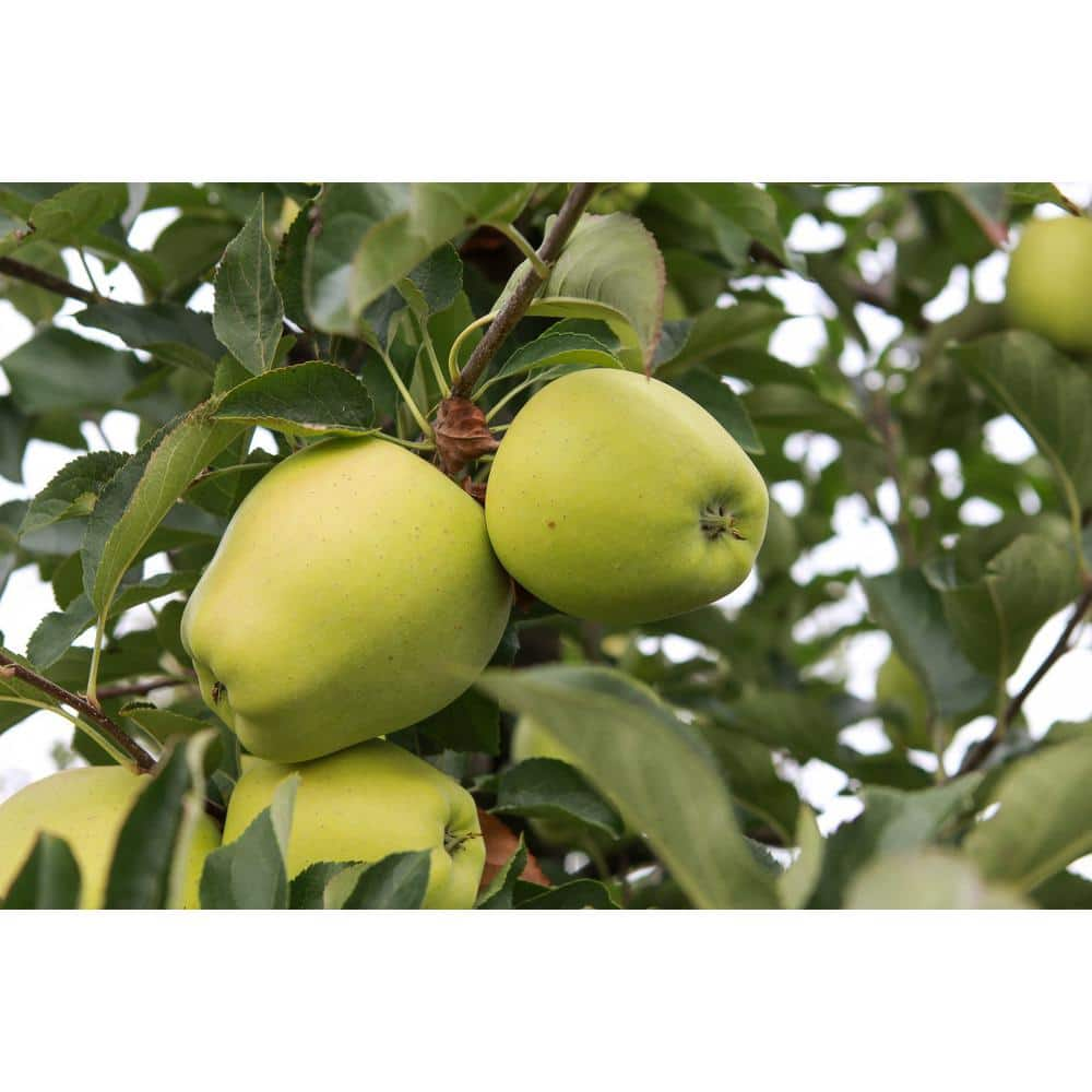 Online Orchards 3 ft. Golden Delicious Apple Tree with Honeyed Sweet Light Gold Fruit