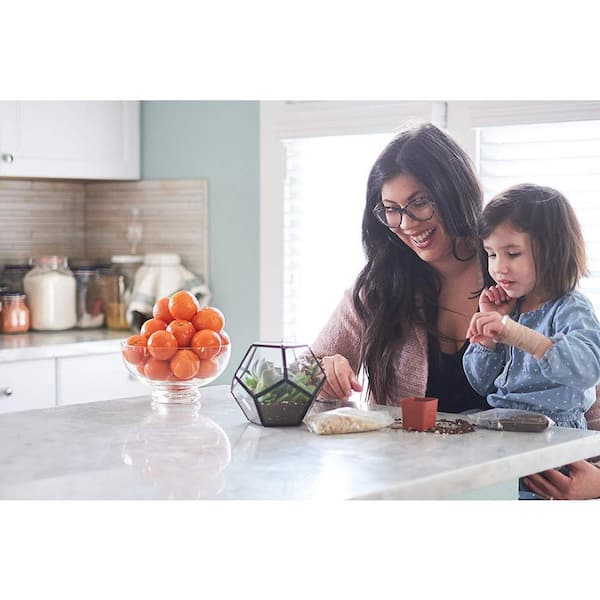 Shop Succulents - 2 in. Assorted Succulent (Collection of 32)