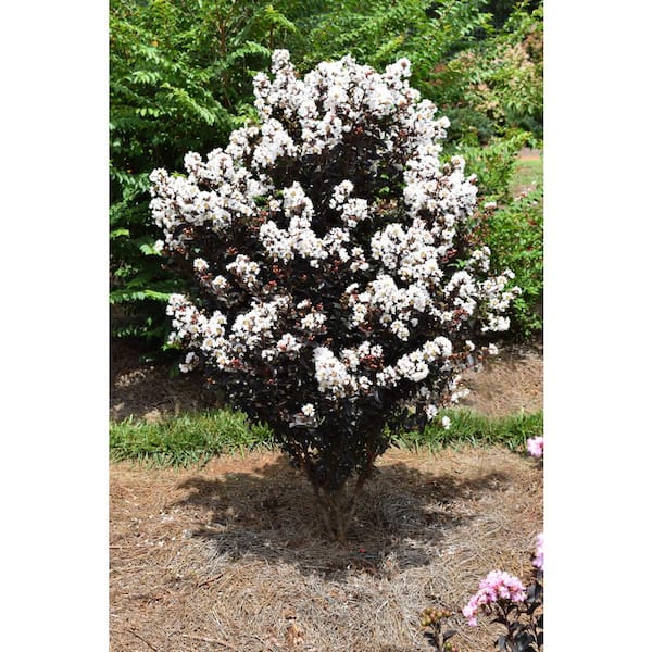 3 Gal. Lunar Magic Crape Myrtle Flowering Shrub with Dark Leaves and White Flowers