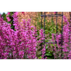 0.65 Gal. Meant to Bee Royal Raspberry Anise Hyssop (Agastache), Live Plant, Purple Flowers