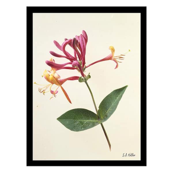 VENICE BEACH Collections Heller Photography Botany Beauty Framed Printed Photograph by Steven A Heller Nature Poster Art Print 18 in. x 14 in.