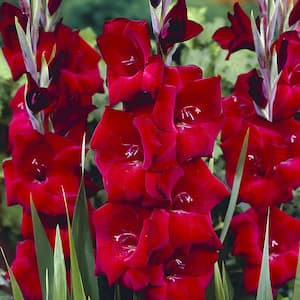 Gladiolus Large Flowering Espresso (Set of 12 Bulbs)