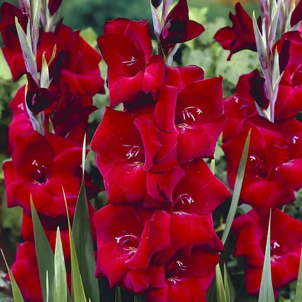 VAN ZYVERDEN Gladiolus Large Flowering Espresso (Set of 12 Bulbs)