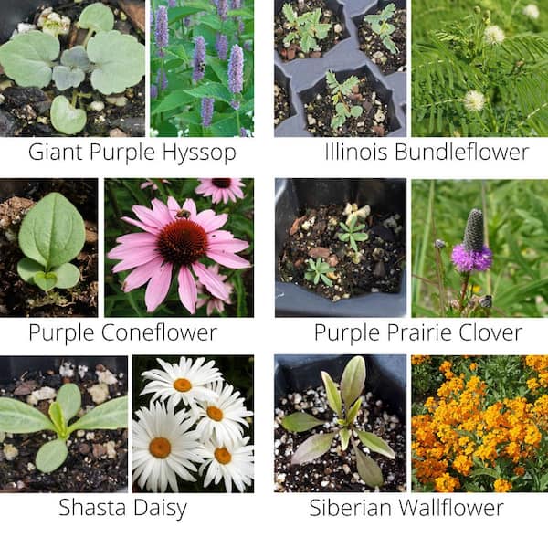 are wild flower from seed packs safe for dogs