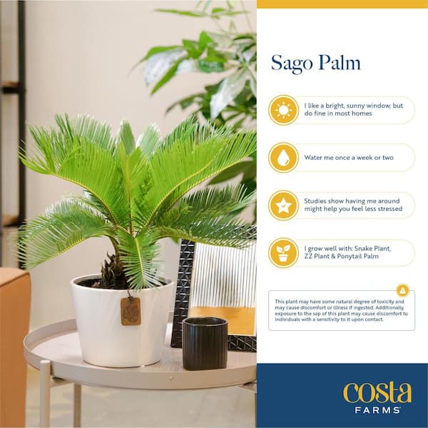 Costa Farms Cycas Revoluta Sago Palm Indoor Plant in 6 in