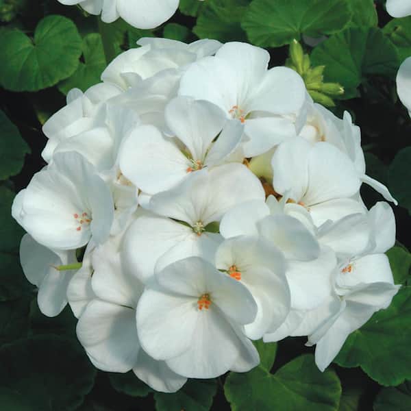 Vigoro 2 QT Geranium Calliope Medium White' White Annual Plant