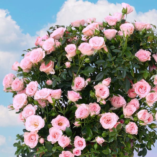 4 in. Cupcake Mini Rose with Pink Flowers (3-Pack)