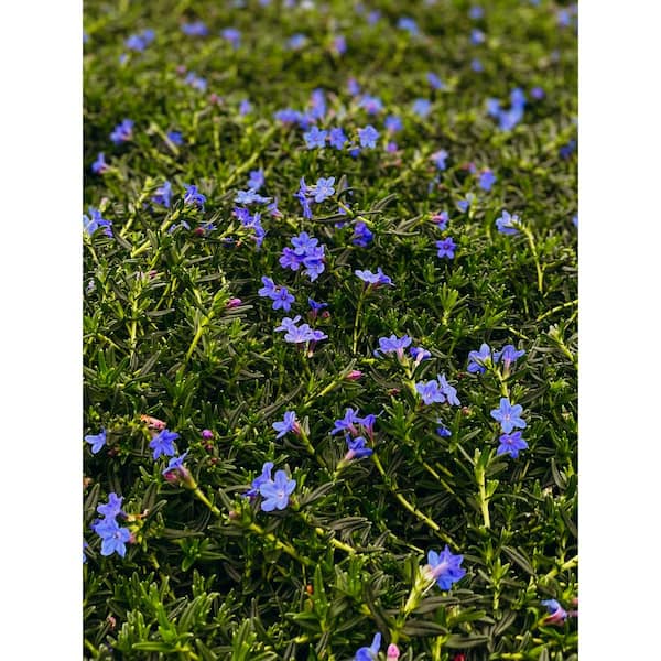 1 Gal. Blue and Purple Lithodora Plant