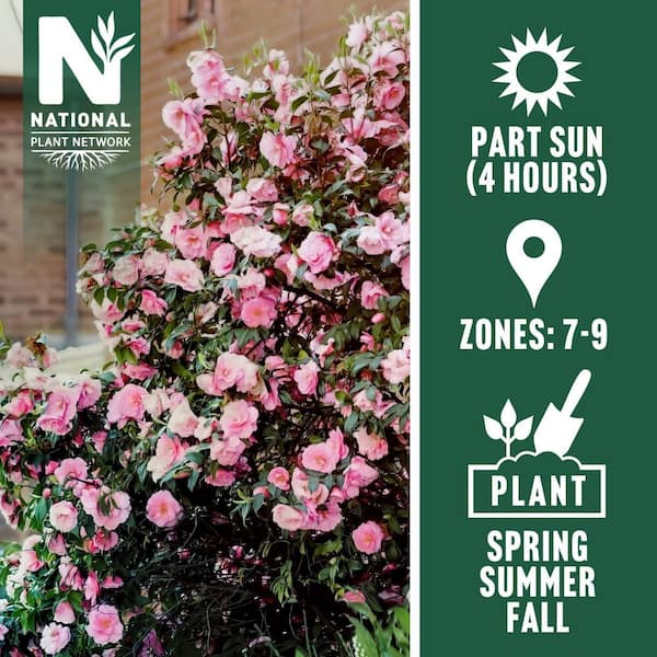 1 gal. High Fragrance Camellia Japonica Shrub with Pink Flowers