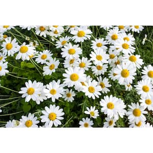 1 Gal. Snowcap Shasta Daisy Shrub With Massive White Flowers and Yellow Centers