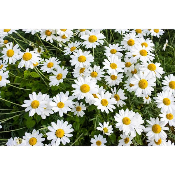 Online Orchards 1 Gal. Snowcap Shasta Daisy Shrub With Massive White Flowers and Yellow Centers