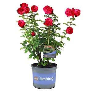 3 Gal. Florentina Climbing Rose with Red Flowers