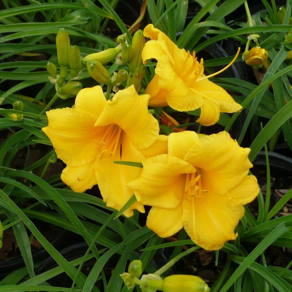 1 Gallon Yellow Evergreen Stella Daylily Plant