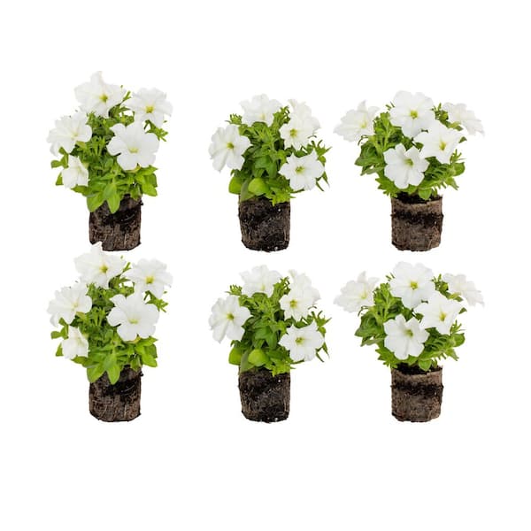 Firefly Petunia Live Outdoor Plant in 45mm Mesh Plug Avg. Shipping Height 5-6 in. Tall (6-Pack)