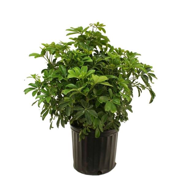 Delray Plants Schefflera Arboricola Bush in 10 in. pot-DISCONTINUED