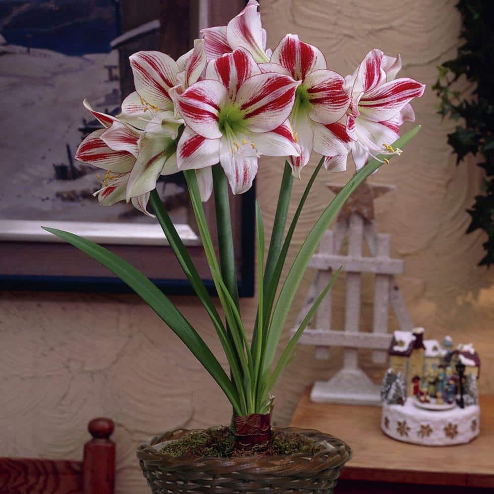 VAN ZYVERDEN Amaryllis Kit Ambiance With 6.5 in. Round Table Top Rattan ...