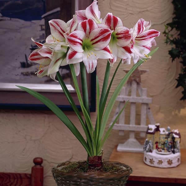 VAN ZYVERDEN Amaryllis Kit Ambiance With 6.5 in. Round Table Top Rattan Basket