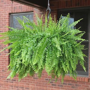 10 in. Boston Fern Nephrolepis Exaltata Annual Plant Hanging Basket (1-Pack)