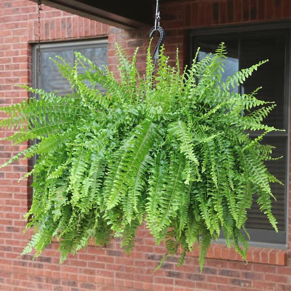 national PLANT NETWORK 10 in. Boston Fern Nephrolepis Exaltata Annual ...