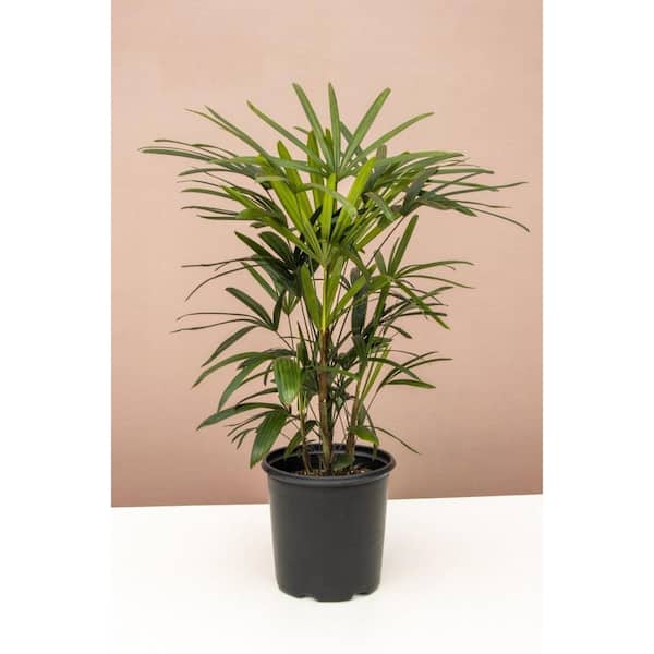 verkopen Bekritiseren Probleem LIVELY ROOT 10 in. Lady Palm (Rhapis Excelsa) Plant in Grower Pot  LRLDYPLM10 - The Home Depot