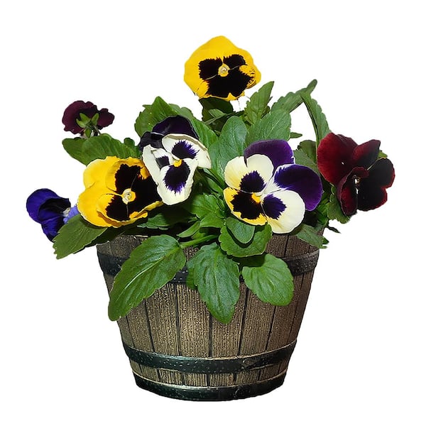 Unbranded 8 in. Pansy Annual Plant with Multi-Colored Blooms in Whiskey Barrel