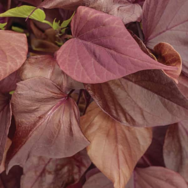 Proven Winners 4.25 in. Eco+ Grande Sweet Caroline Sweetheart Mahogany Sweet Potato Vine (Ipomoea Hybrid) Live Annual Plant 4-Pack