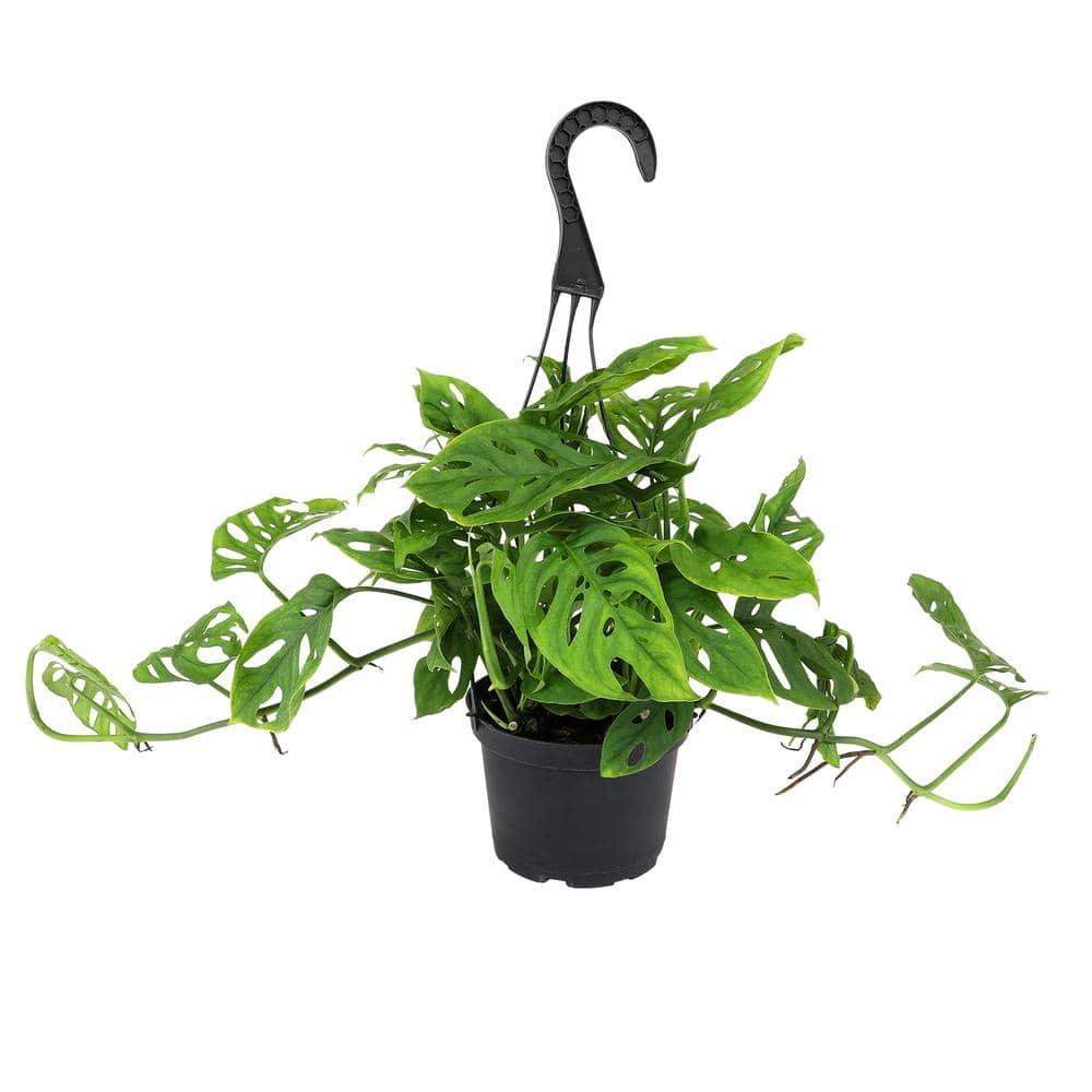 6-Inch Monstera Swiss Cheese Vine Hanging Basket