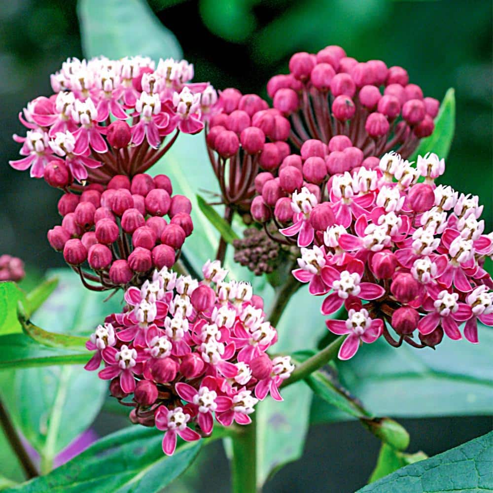 Cinderella Milkweed (Asclepias) Butterfly Attractor, Dormant Flowering Bare Root Perennial Plant (1-Pack)