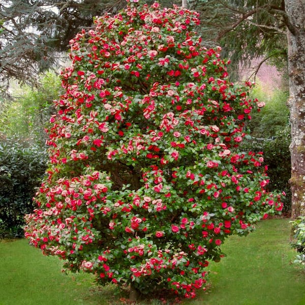 National Plant Network 2.5 qt Blood of China Camellia Japonica Plant with Red Blooms | Target