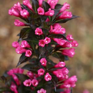 2 Gal. Spilled Wine Weigela (Florida) Live Flowering Shrub with Bright Pink Flowers