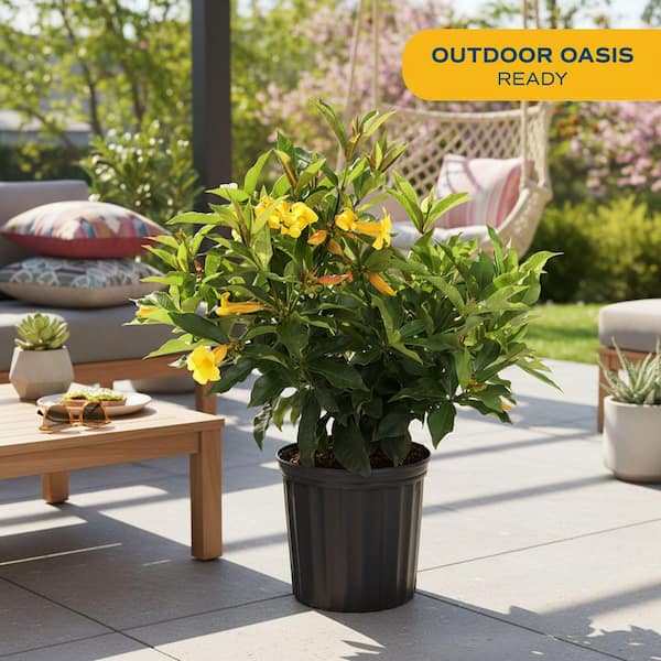 10 in. Outdoor Yellow Allamanda Plant in Grower Pot, Avg. Shipping Height 26 in. to 32 in. Tall