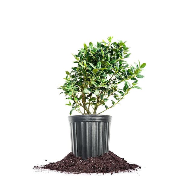 Unbranded Evergreen Dwarf Burford Holly Shrub in 1 Gal. Grower's Pot