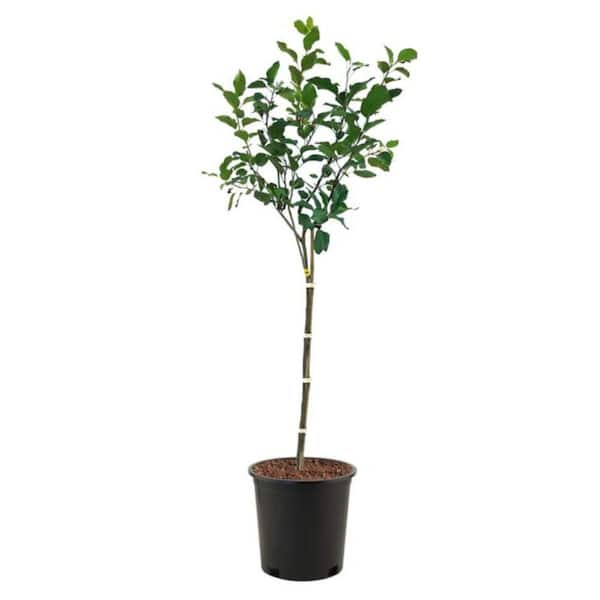 Unbranded 5 Gal. Gala Apple Tree