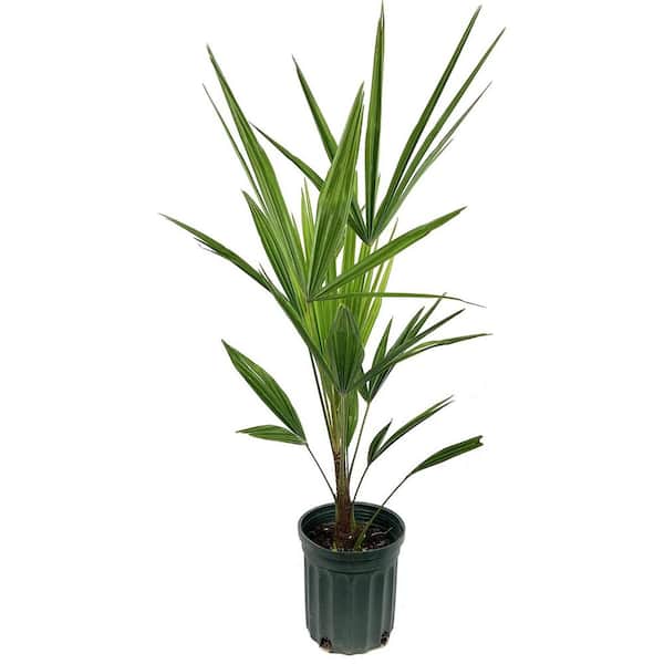 Wekiva Foliage Windmill Palm-Live Plant in a 6 in. Growers Pot-Trachycarpus Fortunei-Hardy Palm Tree from Florida