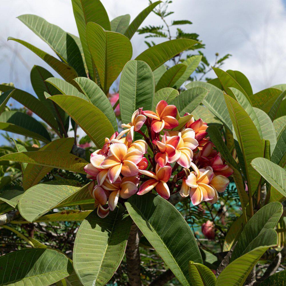 Shangra La Plumeria aka J85