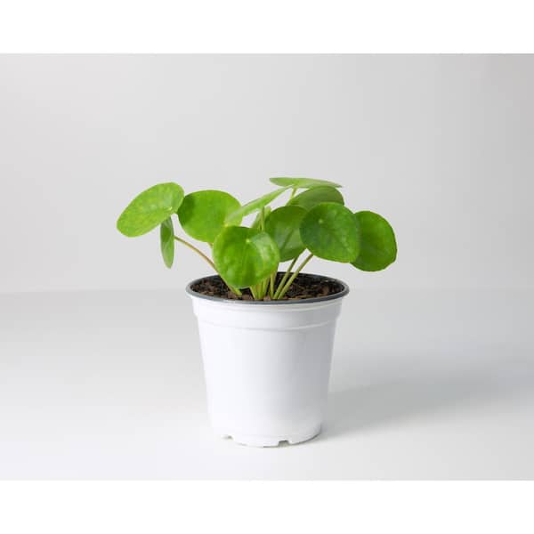 Pilea Peperomioides With Mid-Century Pot Small 8 in tall, potted