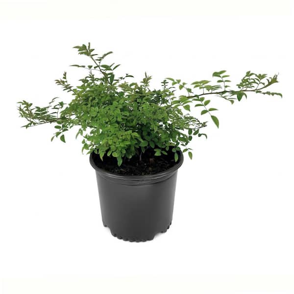 3 gal. Rose Peggy Martin Shrub with Pink Flowers