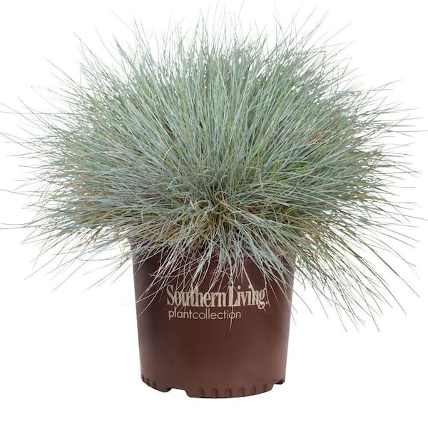 2.5 Qt. Beyond Blue Festuca, Live Evergreen Grass, Intense Powder Blue Foliage